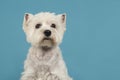Portrait of a West highland white terrier or westie dog looking