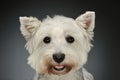 Portrait of a West Highland White Terrier Westie Royalty Free Stock Photo