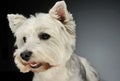 Portrait of a West Highland White Terrier Westie