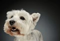 Portrait of a West Highland White Terrier Westie Royalty Free Stock Photo