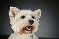 Portrait of a West Highland White Terrier Westie Royalty Free Stock Photo