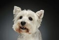 Portrait of a West Highland White Terrier Westie Royalty Free Stock Photo