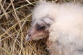 Portrait of a western barn owl fledgling (Tyto alba) Royalty Free Stock Photo