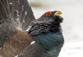 Portrait Western capercaillie wood grouse