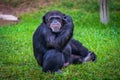 Portrait of western chimpanzee Royalty Free Stock Photo