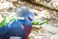 Portrait of a Western crowned pidgeon or blue crowned pidgeon Goura cristata