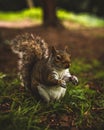 Portrait of a Western gray squirrel in the Park Royalty Free Stock Photo