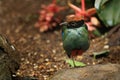 Portrait of western hooded pitta, Pitta sordida, standing on one leg in forest. Green bird with black head and chestnut crown.