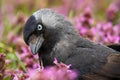 Portrait of western jackdaw looking in flowers in summer