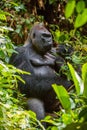 Portrait of a western lowland gorilla (Gorilla gorilla gorilla) close up Royalty Free Stock Photo