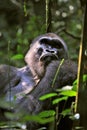 Portrait of a western lowland gorilla (Gorilla gorilla gorilla) close up at a short distance. Silverback - adult male of a gorilla Royalty Free Stock Photo