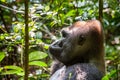 Portrait of a western lowland gorilla (Gorilla gorilla gorilla) close up at a short distance. Silverback - adult male of a gorilla Royalty Free Stock Photo