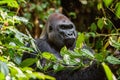 Portrait of a western lowland gorilla (Gorilla gorilla gorilla) close up at a short distance. Silverback - adult male of a gorilla Royalty Free Stock Photo