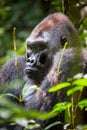 Portrait of a western lowland gorilla (Gorilla gorilla gorilla) close up at a short distance. Silverback - adult male of a gorilla Royalty Free Stock Photo