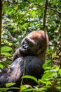 Portrait of a western lowland gorilla (Gorilla gorilla gorilla) close up at a short distance. Silverback - adult male of a gorilla Royalty Free Stock Photo