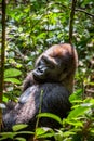 Portrait of a western lowland gorilla (Gorilla gorilla gorilla) close up at a short distance. Silverback - adult male of a gorilla Royalty Free Stock Photo