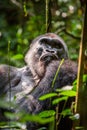 Portrait of a western lowland gorilla (Gorilla gorilla gorilla) close up at a short distance. Silverback - adult male of a gorilla Royalty Free Stock Photo