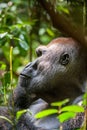 Portrait of a western lowland gorilla (Gorilla gorilla gorilla) close up at a short distance. Silverback - adult male of a gorilla Royalty Free Stock Photo