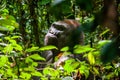 Portrait of a western lowland gorilla (Gorilla gorilla gorilla) close up at a short distance. Silverback - adult male of a gorilla Royalty Free Stock Photo