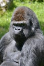 Portrait western lowland gorilla Royalty Free Stock Photo