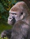 portrait western lowland gorilla sitting on green grass Royalty Free Stock Photo