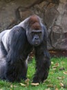 portrait western lowland gorilla sitting on green grass