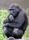 Portrait of a Western Lowland Gorilla