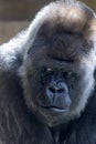 portrait of western lowland silverback gorilla Royalty Free Stock Photo