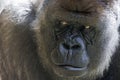 portrait of western lowland silverback gorilla Royalty Free Stock Photo
