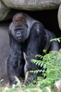 portrait of western lowland silverback gorilla Royalty Free Stock Photo