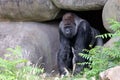 portrait of western lowland silverback gorilla Royalty Free Stock Photo