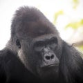 A Portrait of a Western Lowland Silverback Gorilla Royalty Free Stock Photo