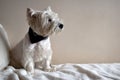 Portrait of a Westie, West Highland White Terrier Puppy. Royalty Free Stock Photo