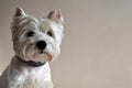 Portrait of a Westie, West Highland White Terrier Puppy. Royalty Free Stock Photo