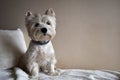 Portrait of a Westie, West Highland White Terrier Puppy. Royalty Free Stock Photo