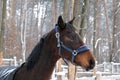 Portrait of a Westphalian bay mare head in a blue halter against a background of snow-covered trees