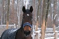 Portrait of a Westphalian bay mare head