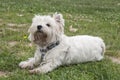 Westy breed dog lying on the grass