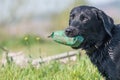 Black Labrador Royalty Free Stock Photo
