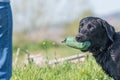 Black Labrador Royalty Free Stock Photo