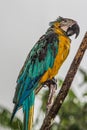 Portrait of a wet blue-and-yellow macaw Ara ararauna on a branch in the rain