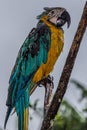 Portrait of a wet blue-and-yellow macaw Ara ararauna on a branch in the rain. It inhabits forest, woodland and savannah of