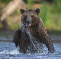 Portrait of wet brown bear. Front view