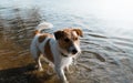 Portrait of wet dog jack russell terrier on shore near water on sunny summer day looking away. Royalty Free Stock Photo