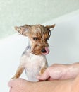 Portrait of wet dog Yorkshire Terrier in the bathroom in the beauty salon for dogs Royalty Free Stock Photo