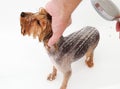 Portrait of wet dog Yorkshire Terrier in the bathroom in the beauty salon for dogs Royalty Free Stock Photo