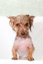 Portrait of wet dog Yorkshire Terrier in the bathroom in the beauty salon for dogs Royalty Free Stock Photo