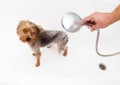 Portrait of wet dog Yorkshire Terrier in the bathroom in the beauty salon for dogs Royalty Free Stock Photo