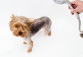 Portrait of wet dog Yorkshire Terrier in the bathroom in the beauty salon for dogs Royalty Free Stock Photo