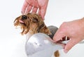 Portrait of wet dog Yorkshire Terrier in the bathroom in the beauty salon for dogs Royalty Free Stock Photo